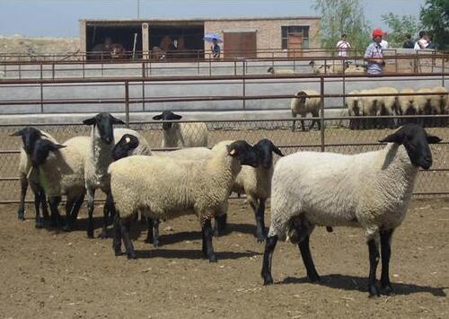 �_������