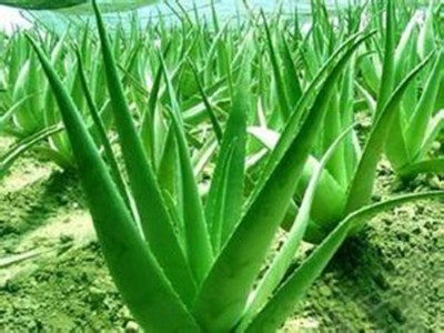 �S�ҬF(xi��n)؛����(y��ng) ���� �o(h��)�w���B(y��ng)ʥƷ �J�C��ȡ��