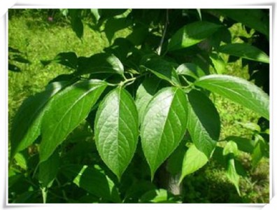 �S�ҹ��� �����~��ȡ�� �Gԭ��