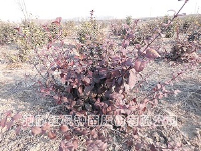 ���t�������S��Ǥ����t���N�綬�t�������S��r��