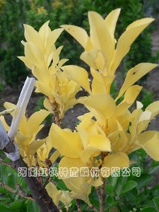 ���~�������S��,�t���N��,���~�������S��С��