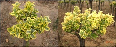 ���~�������S��С��_�t���N��_���~�������S�����