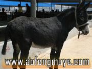 ���H�a�N �x���B(y��ng)�H����(�D)