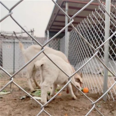 �ӱ������Bֳ�F�z�W�S��������\�Bֳ�����W�����Bֳ�@ˇ���ξW