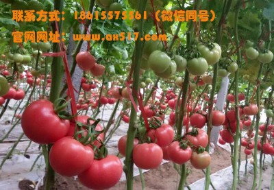 ���ķ������ُ�����ŷN��  �r(n��ng)�I(y��)�¸��Î���