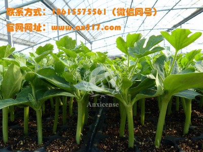 ɽ�|�������ļҺ� ���ŷN����������P ׌�����ķNֲ