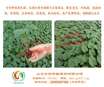 �Ϻ��S����Nֲ����A�߮a��ԭ�����E�ڰ��ŷN��