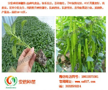 ����������������l�����ŷN�簲ȫ���ģ�