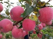 ��������t��ʿ�O�������r���������t��ʿ�r��