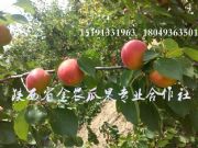 2017�S�@�t�Ӄr��(w��n)��������������ǰ����