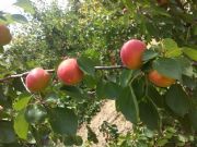 ����S�@�t�����l(f��)���S�@�t�Ӯa(ch��n)�����l(f��)�r(ji��)��