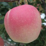 ��������O���r�񣬸����O������Ϧ�O�����l(f��)