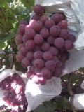 陜西紅提葡萄,紅提葡萄價(jià)格