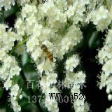 ����÷|����÷�r��|��������-�ٻ���(�D)