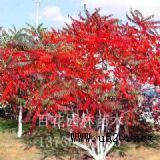 ����|�ӱ�����r��|���������r(�D)