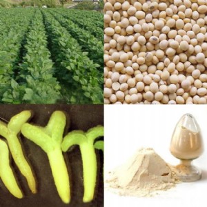 �����o�����]�aƷ�󶹵��׷�