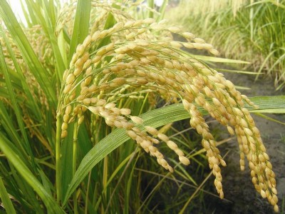 �����NʳƷ��ֱ朵���