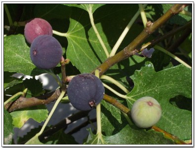 �����N�Ӻ�����