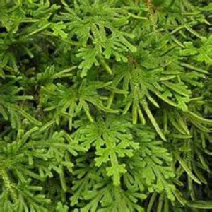 �����NʳƷ��������