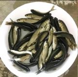 ���۲��~��