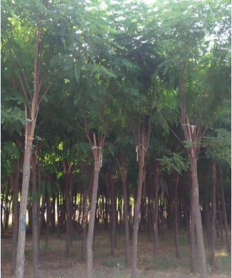 �ӱ��㻨�� �㻨�����l(f��) �㻨���r��