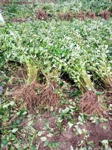 �B�N��ˎ���B�N��ɽ���B�N��a��