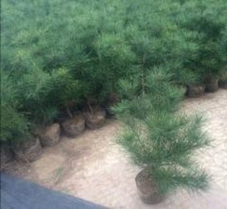 ������Ƥ��1-4�װ�Ƥ�ɱ���ͨ�ݰ�Ƥ�Ƀr��