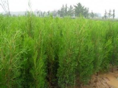 �Ȱ�1�ׂȰ؂Ȱ������Ȱ�������