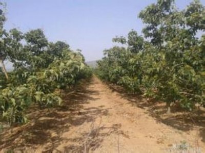 ��10����ɽ高�r��10����ɽ高�����