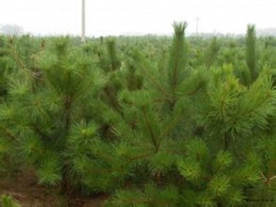 2�����Ƀr(ji��)����2�����Ƀr(ji��)��2������ռ�ؘ�