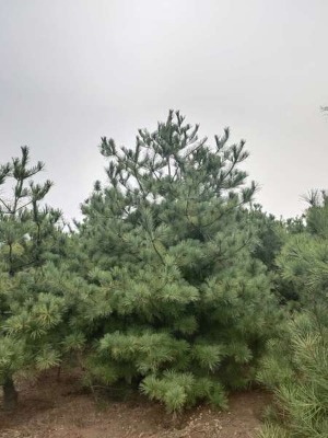 3���Aɽ�Ƀr��3���Aɽ�ɹ��̘�3���Aɽ��ռ�ؘ�