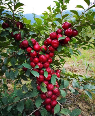 �}����r(ji��)��ɽ���}����2�����}����