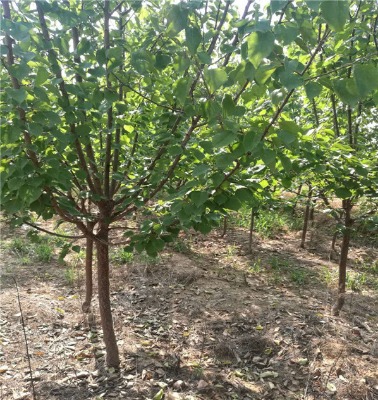 3�����Ә�5�����Ә�8�����Ә�10�����Ә�