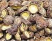 �ɲݹ� ���㹽 ��Ģ�� ��ᘹ�