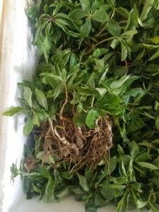 �ؘǷNֲǰ���N��K�oȫ�깩��