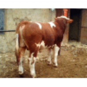 ���T����Сţ�كr(ji��)�� Сţ�كr(ji��)��