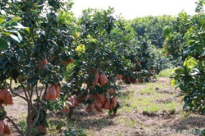 ���������gϪ����,���t���֣��t�����֣�������֧��һ�����l