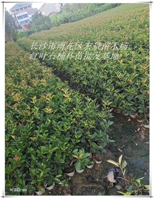 ���ϼt�~ʯ骃r��-�t�~ʯ���ľ�Ϻ꾰��ľ