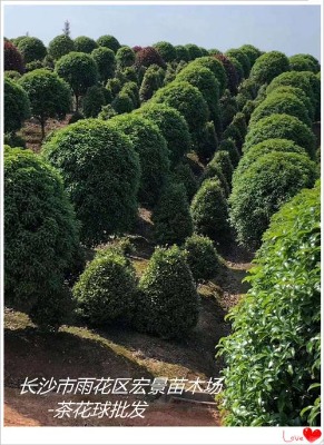 �꾰���ϲ�÷����-�Lɳ��÷ë���u���Σ��lչ���^Ѹ��