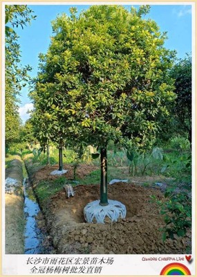 �꾰�����ṩȫ�ڗ�÷��-�������ԗ�÷��-�Lɳ��÷��r�񃞻�