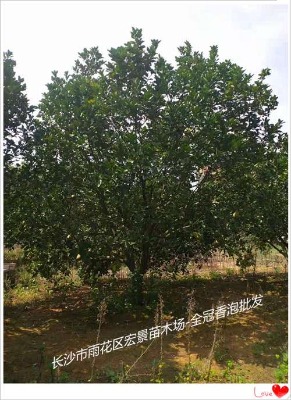 ���κõĺ���ȫ������-������������-���υ���������С�e