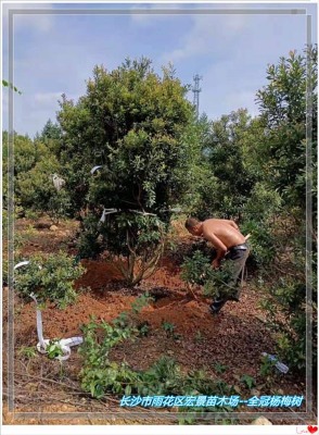 ����ȫ�ڗ�÷��-�Lɳ���ԗ�÷����N���l�Һ꾰