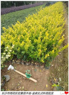 ���Ͻ�ɭŮؑ����-��ɭŮؑë��-�gꖽ�ɭŮؑС�����l���꾰