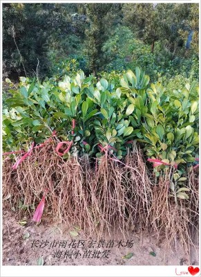 ��ͩСë�����l-���Ϻ�ͩ�򃞻�-�Lɳ��ͩ����С�e