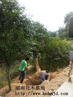 ����ȫ������-������������-���υ���������С�e