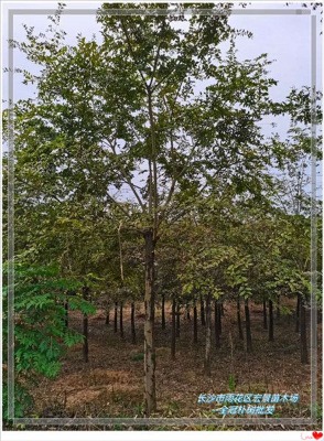 ���Ϟgꖅ������-ȫ�ژ��-���Ԙ��������l