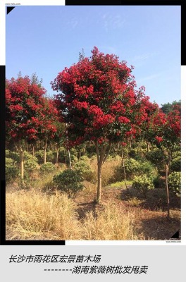 �޽���ޱ��ľ-������ޱ���l(f��)-�g�(y��ng)������ޱ���l(f��)��С��