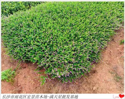 �M���Ǳ���-�M����Сë��-���ϝM���ǃr�񃞻��Һ꾰��ľ