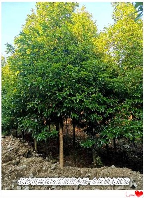 ���̎��ȫ�ڽ�z�ľ-���Ͻ�z�ľ�r(ji��)��(y��u)����С�e