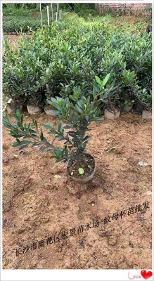 �yĸС��r(ji��)��-���ϼyĸС�����l(f��)-�yĸСë��(y��u)���Һ꾰